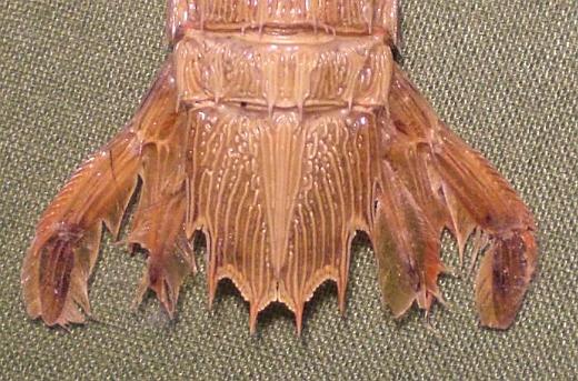 carinosquilla carinata T.F.C. AS6 and telson dorsal view.JPG